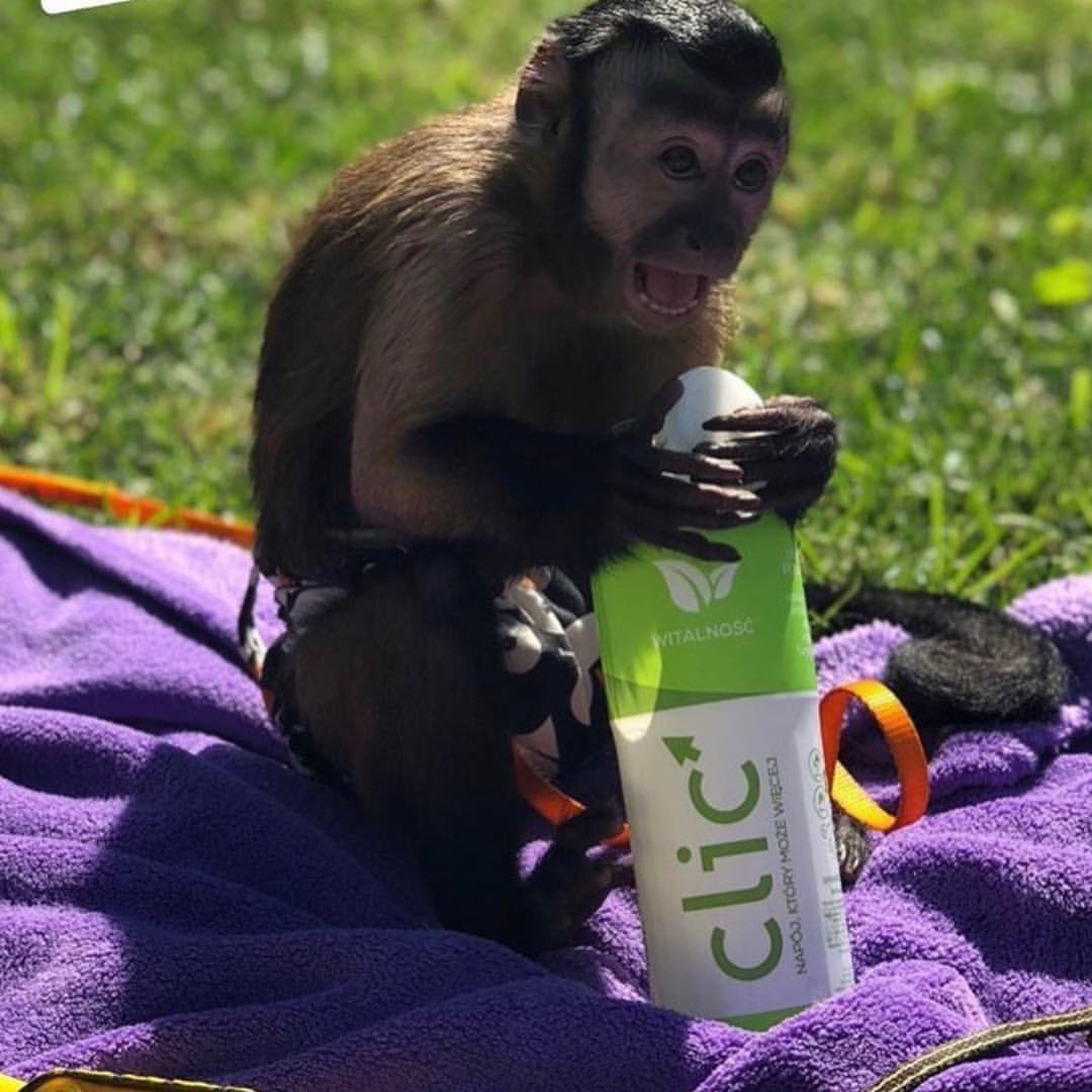 Buy Pet Monkey Online buy a pet monkey Pet Monkeys for Sale